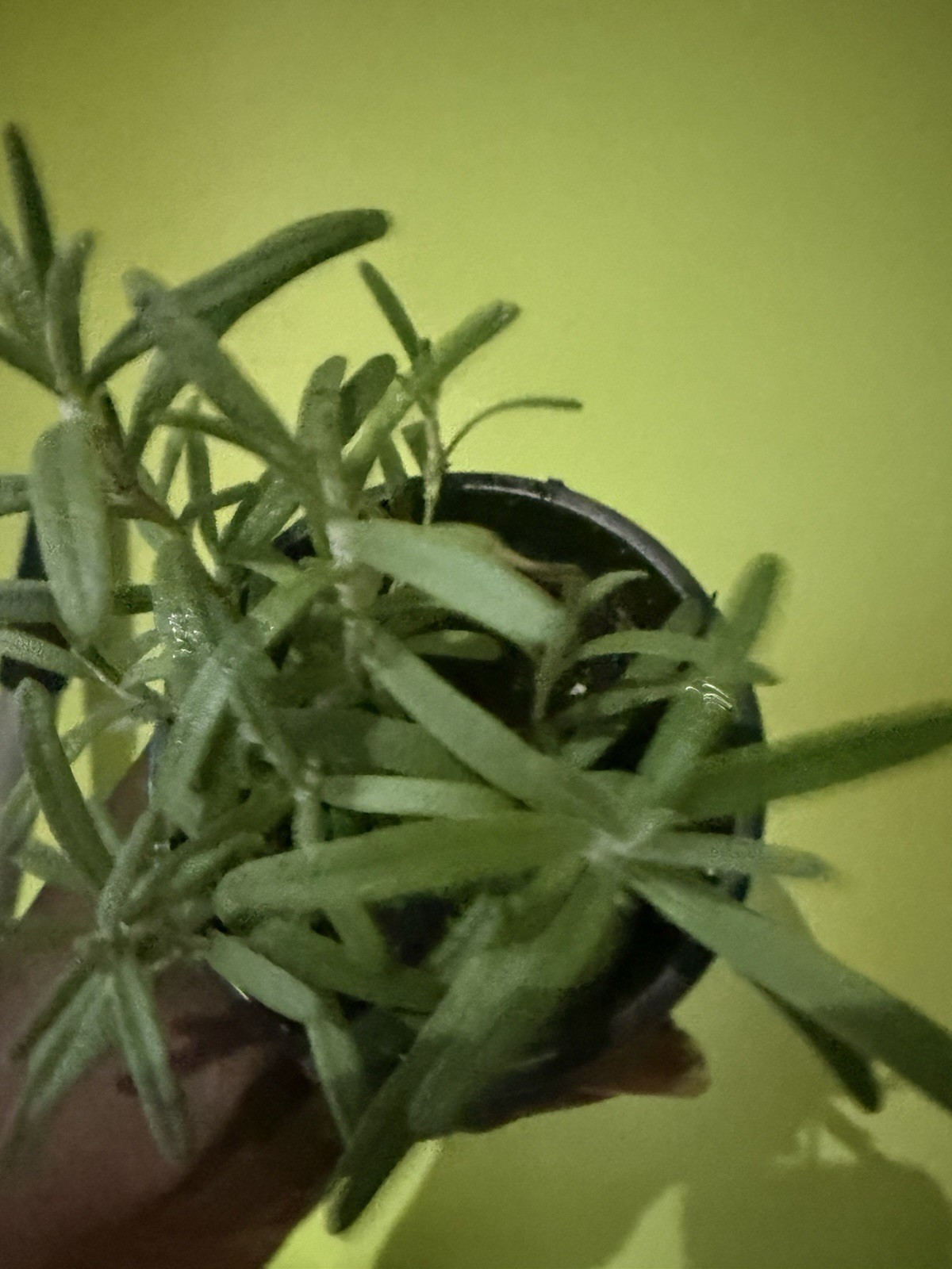rosemary Plant