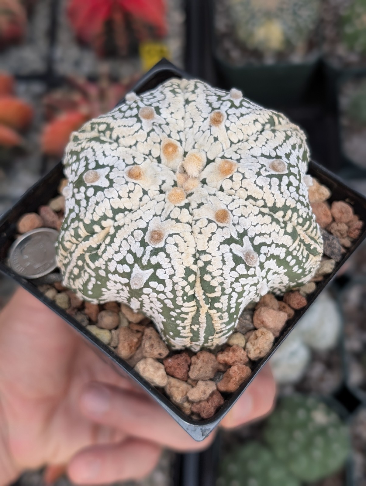 Astrophytum Asterias cv Superkabuto V type f Star shape 6 Rib