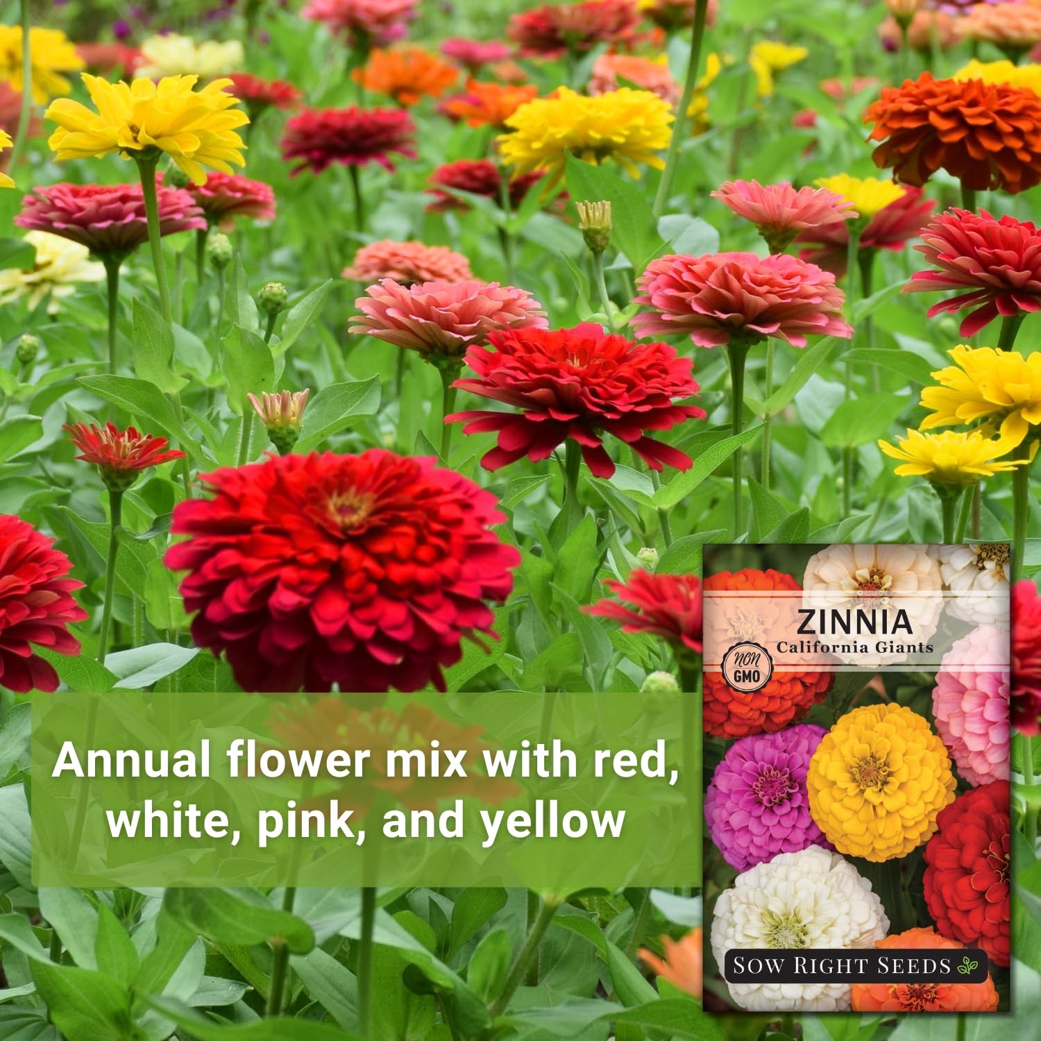 Sow Right Seeds – California Giants Mix Zinnia for Planting –