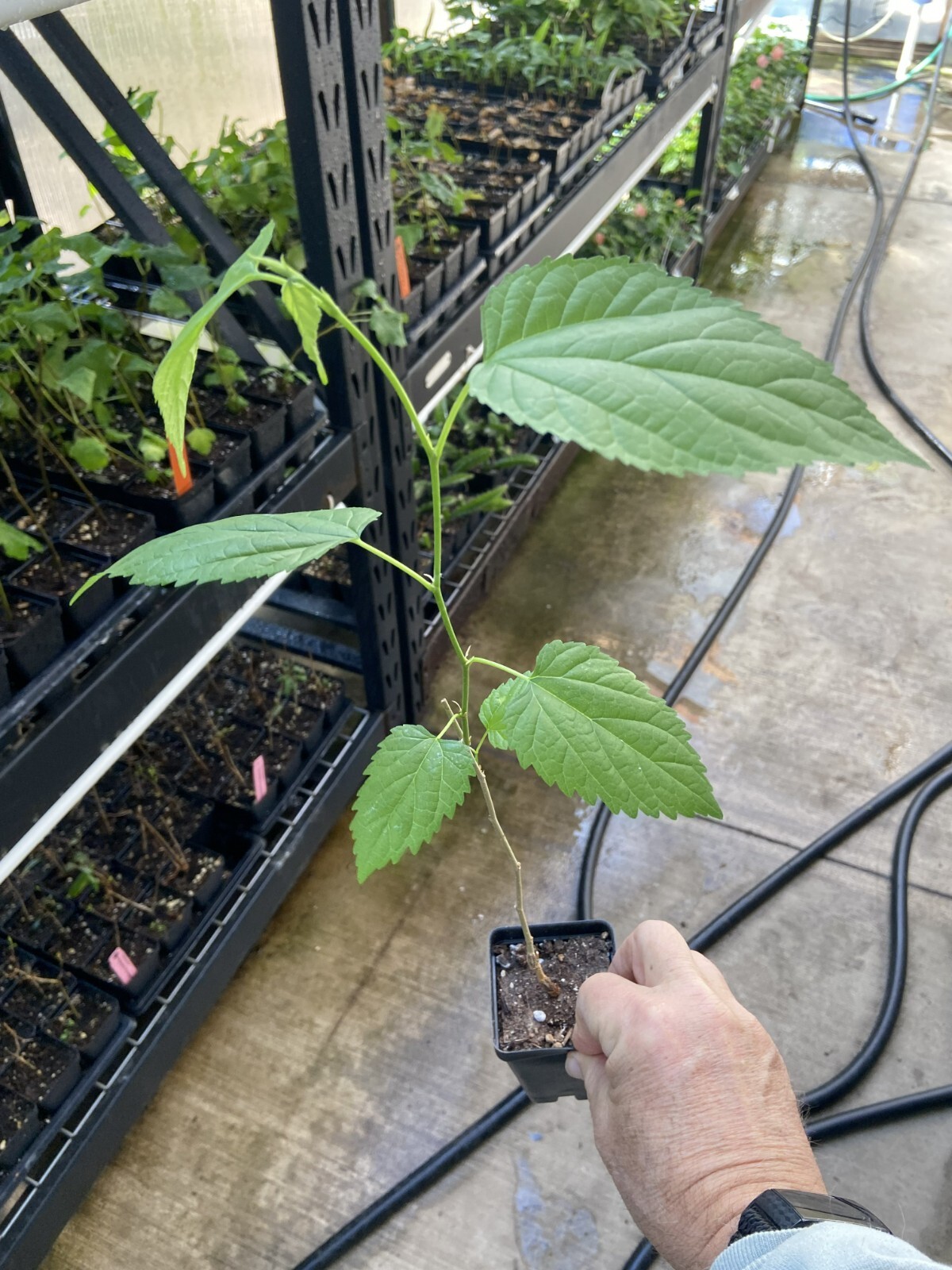 Mulberry Tree – ‘Illinois Everbearing’ – Live Plant, Excellent Fruit