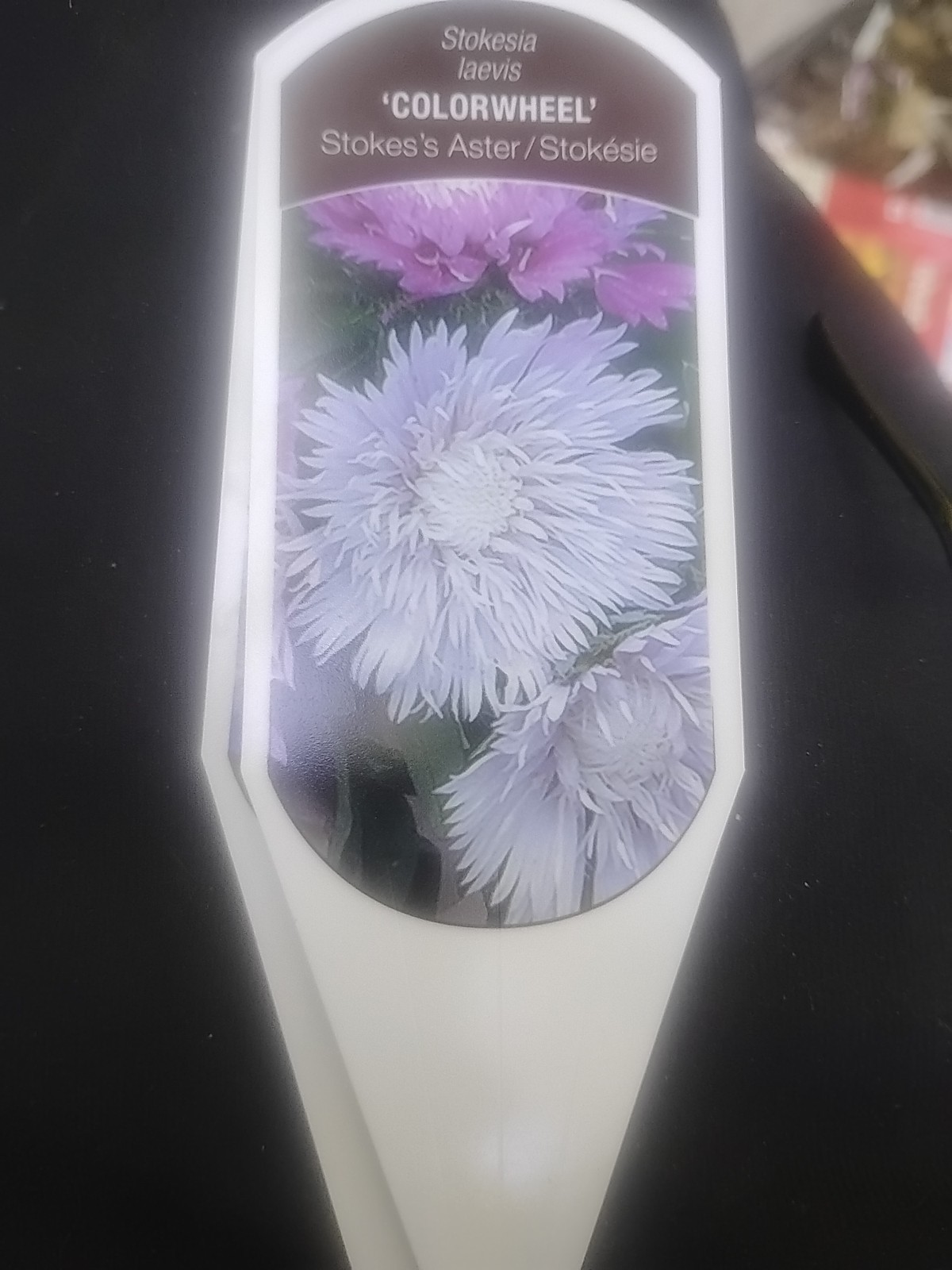 $18 ValuBEAUTIFUL COLOR SHIFTING! STOKESIA COLORWHEEL EASY DROUGHT & HEAT RESIS.