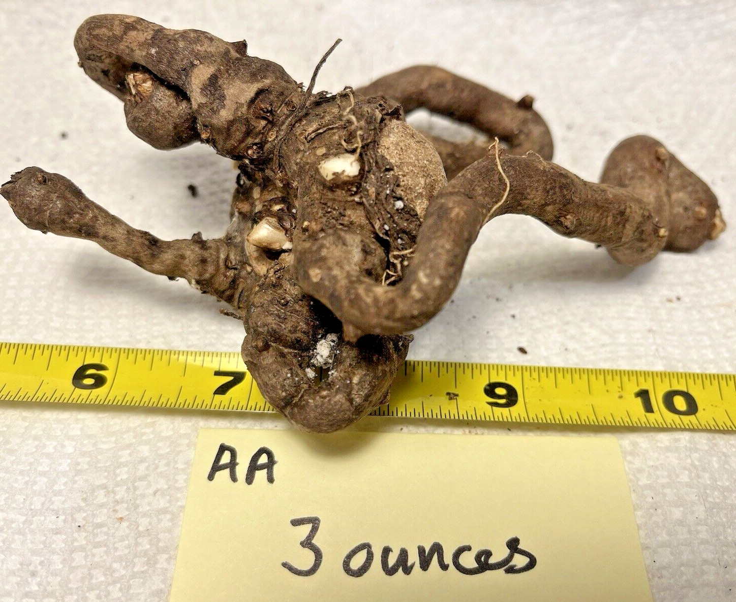 AMORPHOPHALLUS ALBUS, 2 Week Special Sale! Dwarf White Voodoo Lily