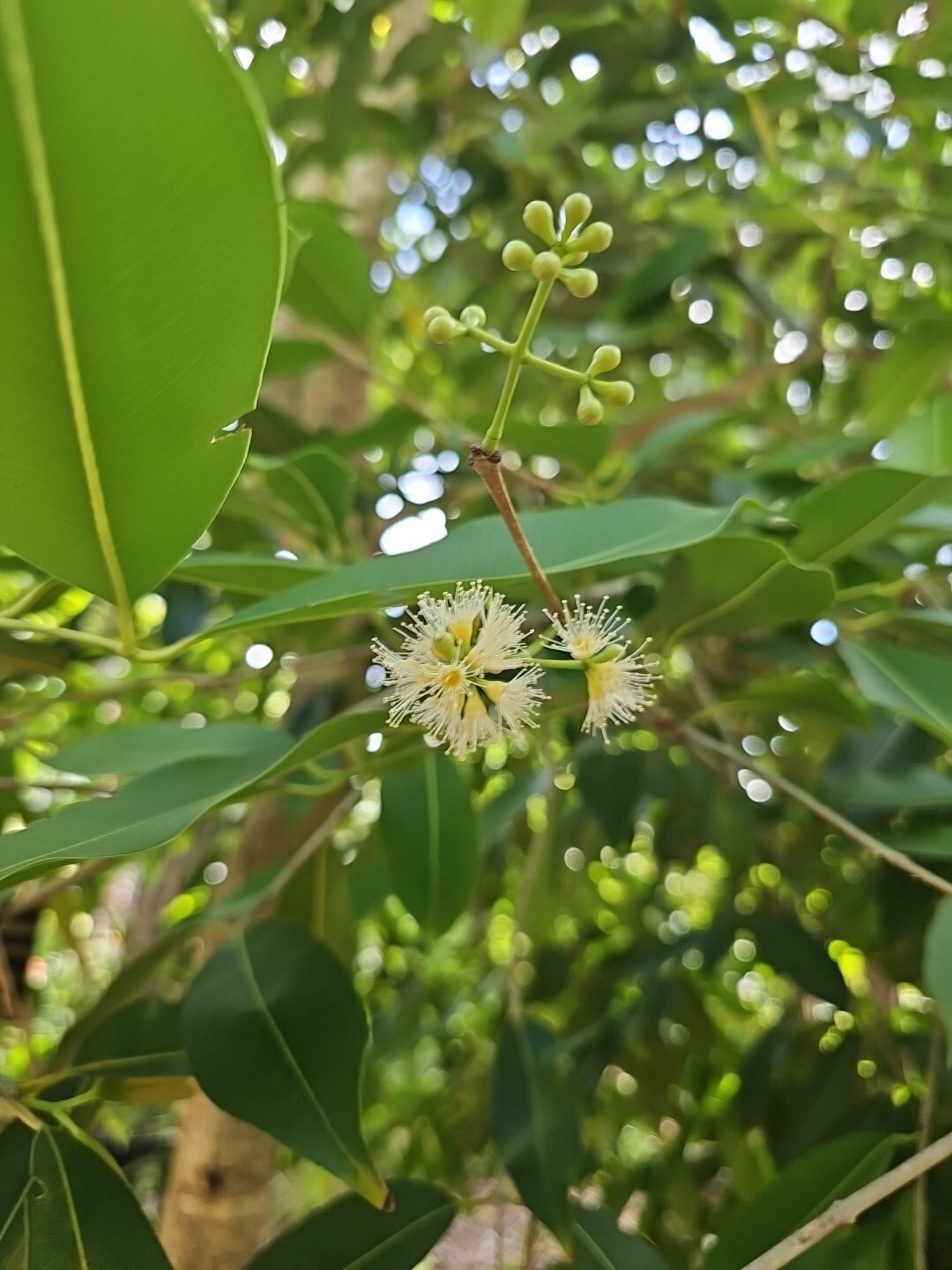 JAMUN JAMBUL FRUIT TREE Syzygium cumini INDIAN WAX APPLE Java plum live Plant