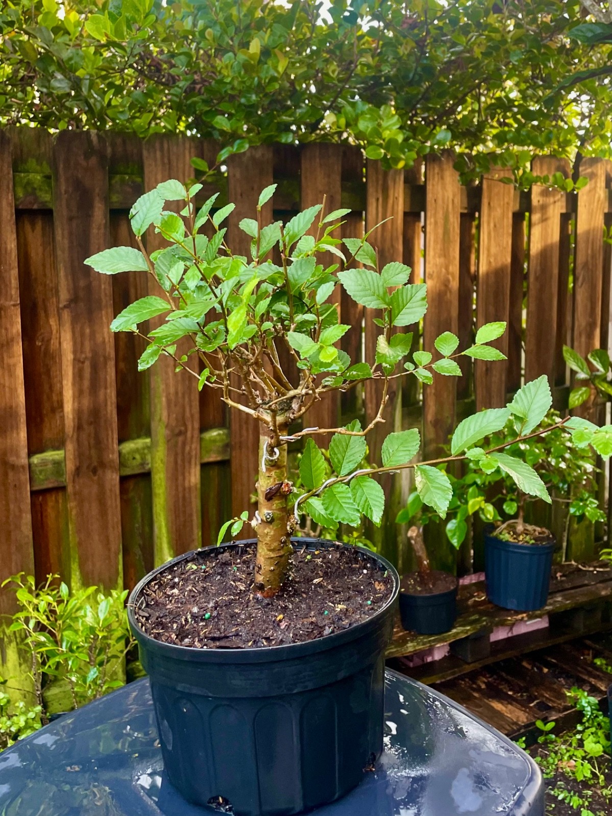 CHINESE ELM Pre-Bonsai /Bonsai Tree Cold Hardy / Tiny leaves 8 years old