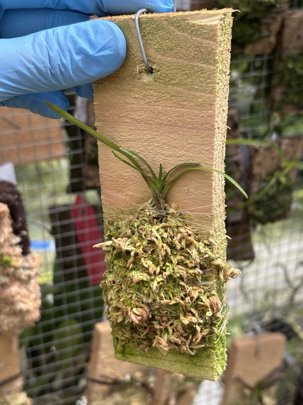 Angraecum viguieri Rare LARGE-Flowering FRAGRANT orchid Species Madagascar