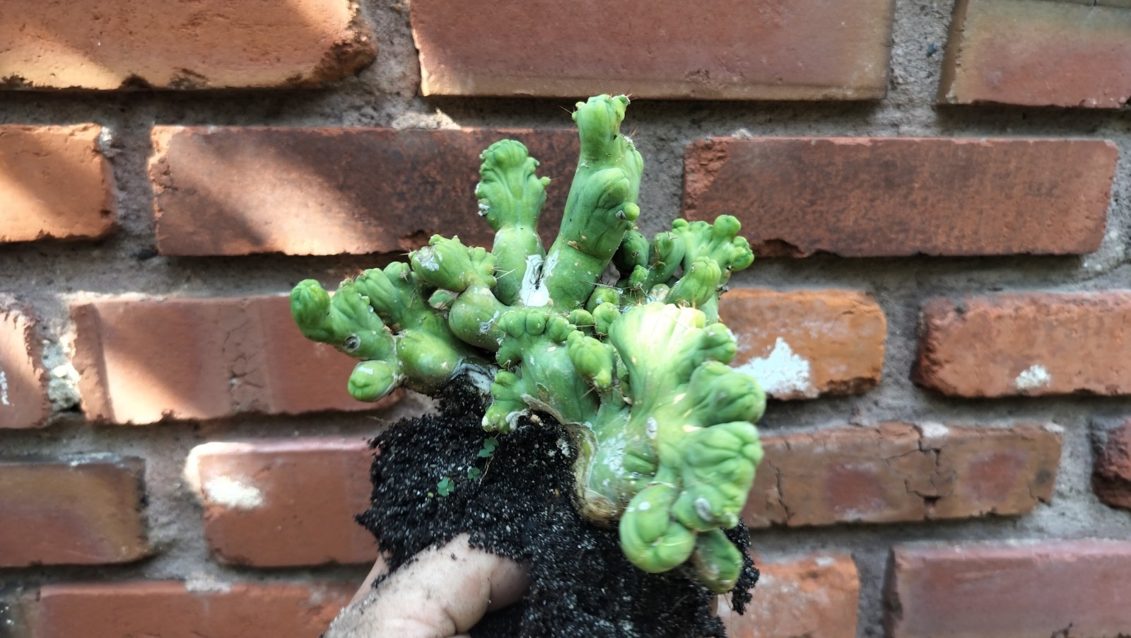 Sacred Cactus – Bridgesii TBM Crested) Fully Rooted ( Exact Cactus )