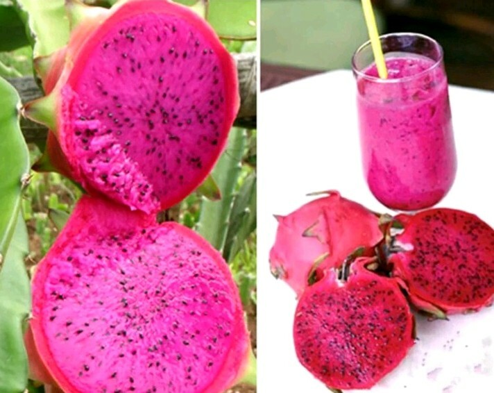 USA SELLER Dragon Fruit Mix (Red,purple, Yellow,White) 50 seeds HEIRLOOM
