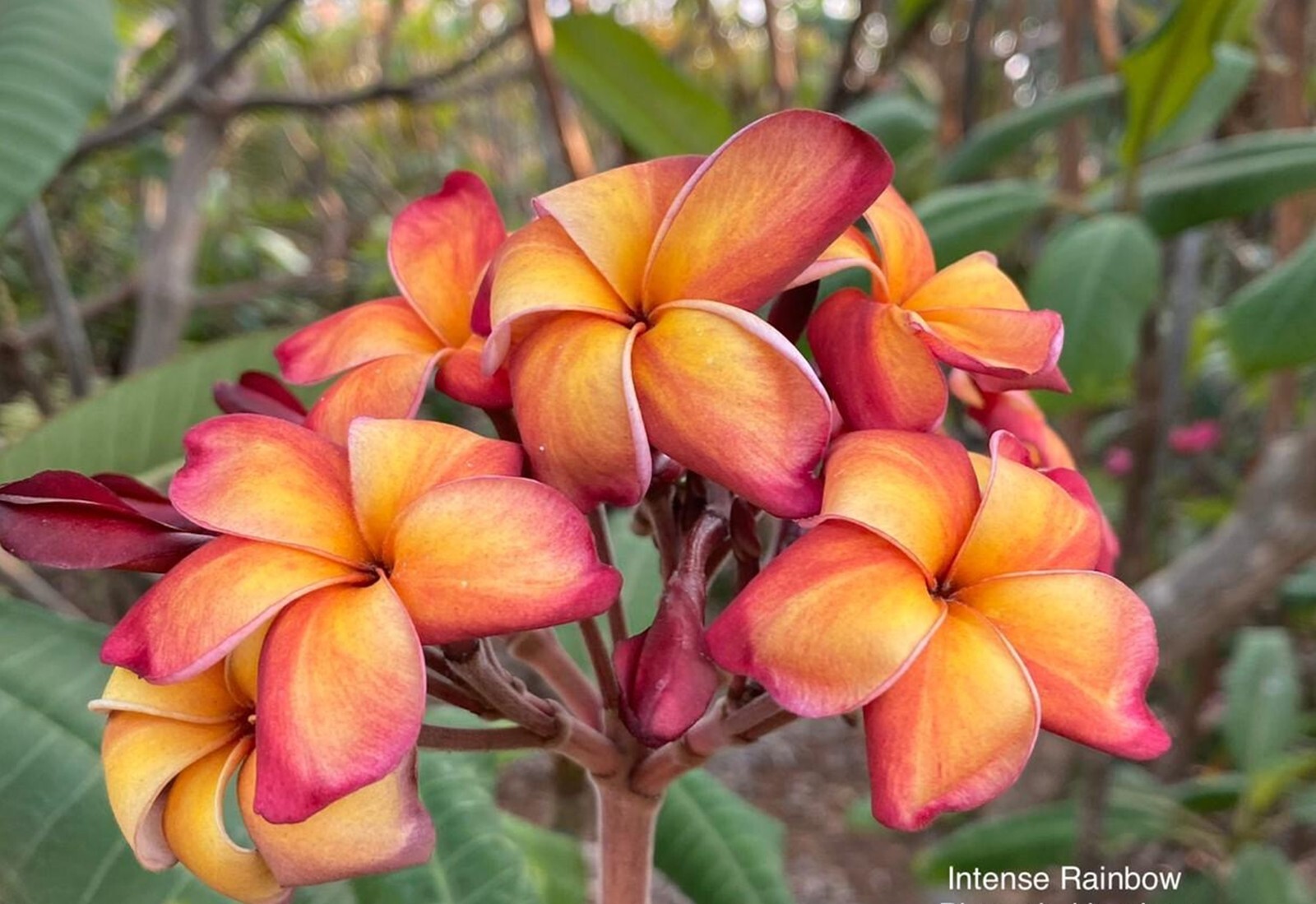 10 Pink Yellow Red Plumeria Seeds Perennial Flowers Flower Frangipani US SELL