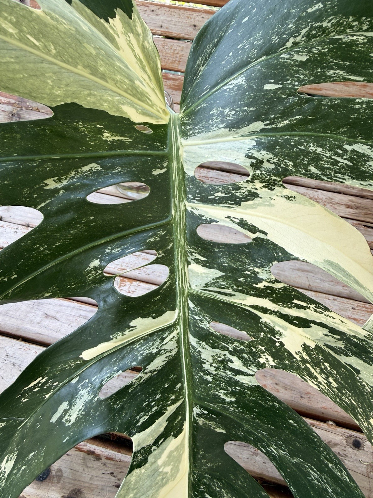 Monstera Albo Borsigiana HIGH Variegated Cutting – Large Leaf- Plant B