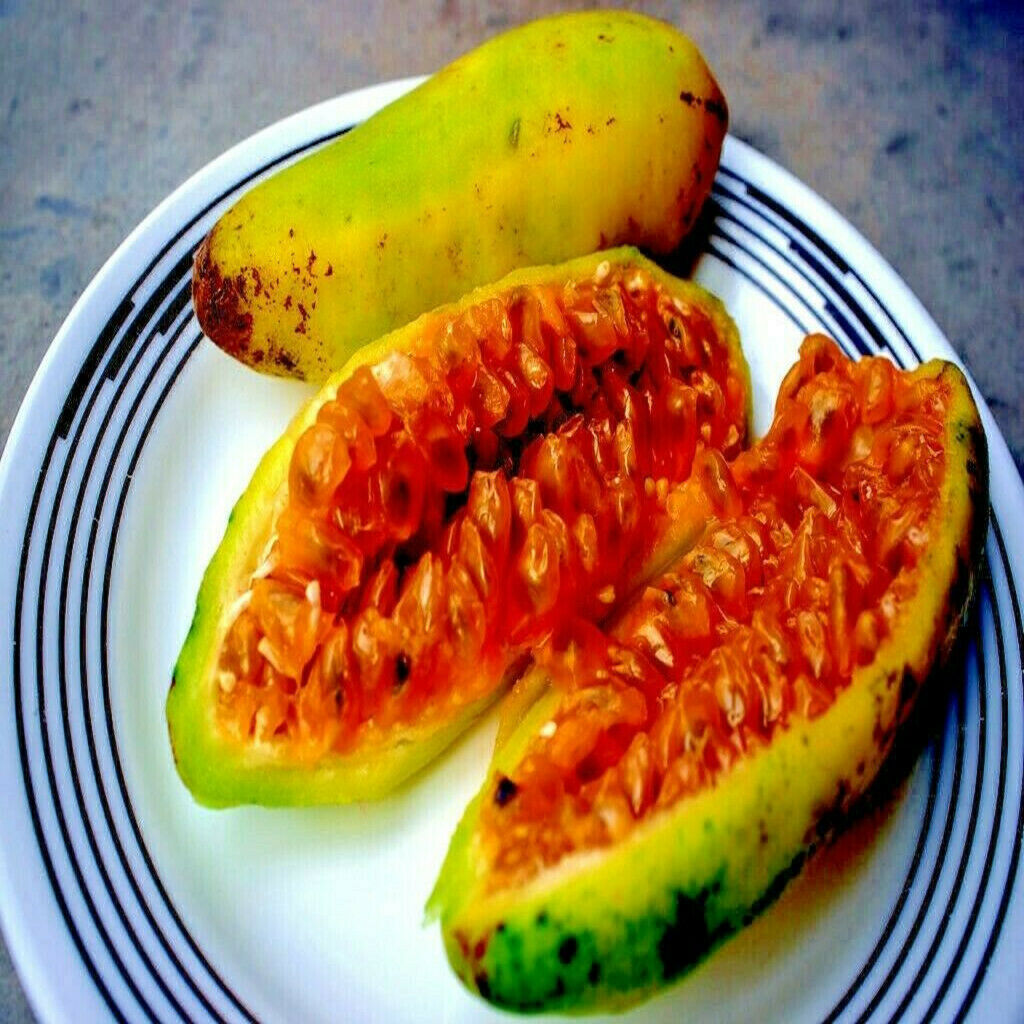 10 BANANA PASSIONFRUIT SEEDS (Passiflora Mollissima) Fast Flower Vine Plant RARE