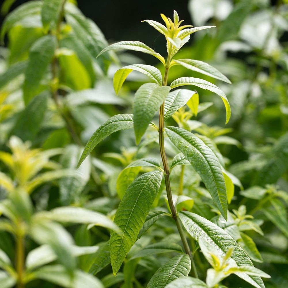 Aloysia Lemon Verbena 1 Potted Plant Rooted in a Quart Pot Herb Shrub
