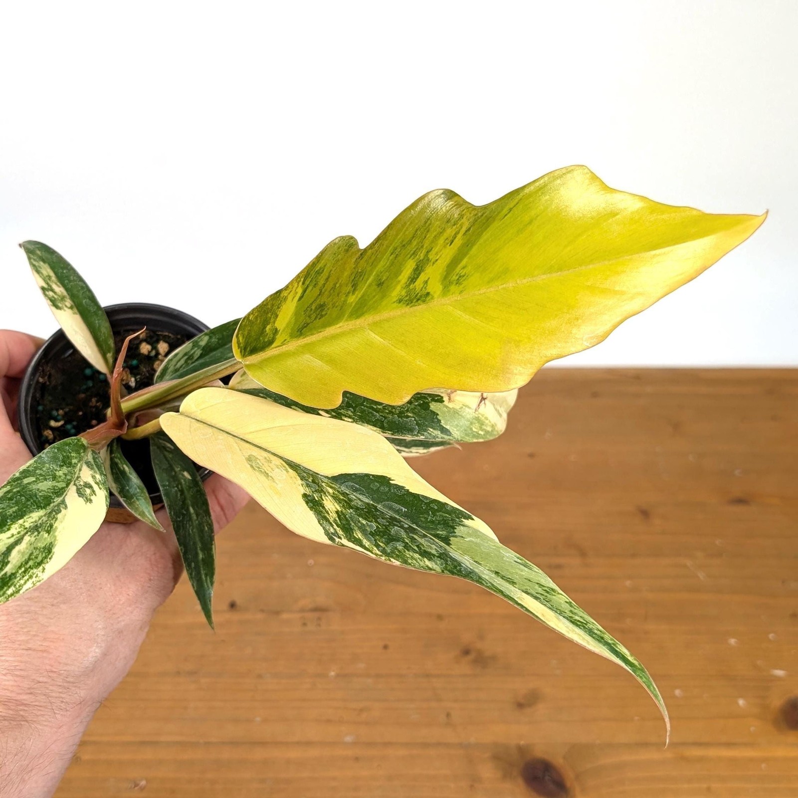 Philodendron Caramel Marble | 4 inch pot