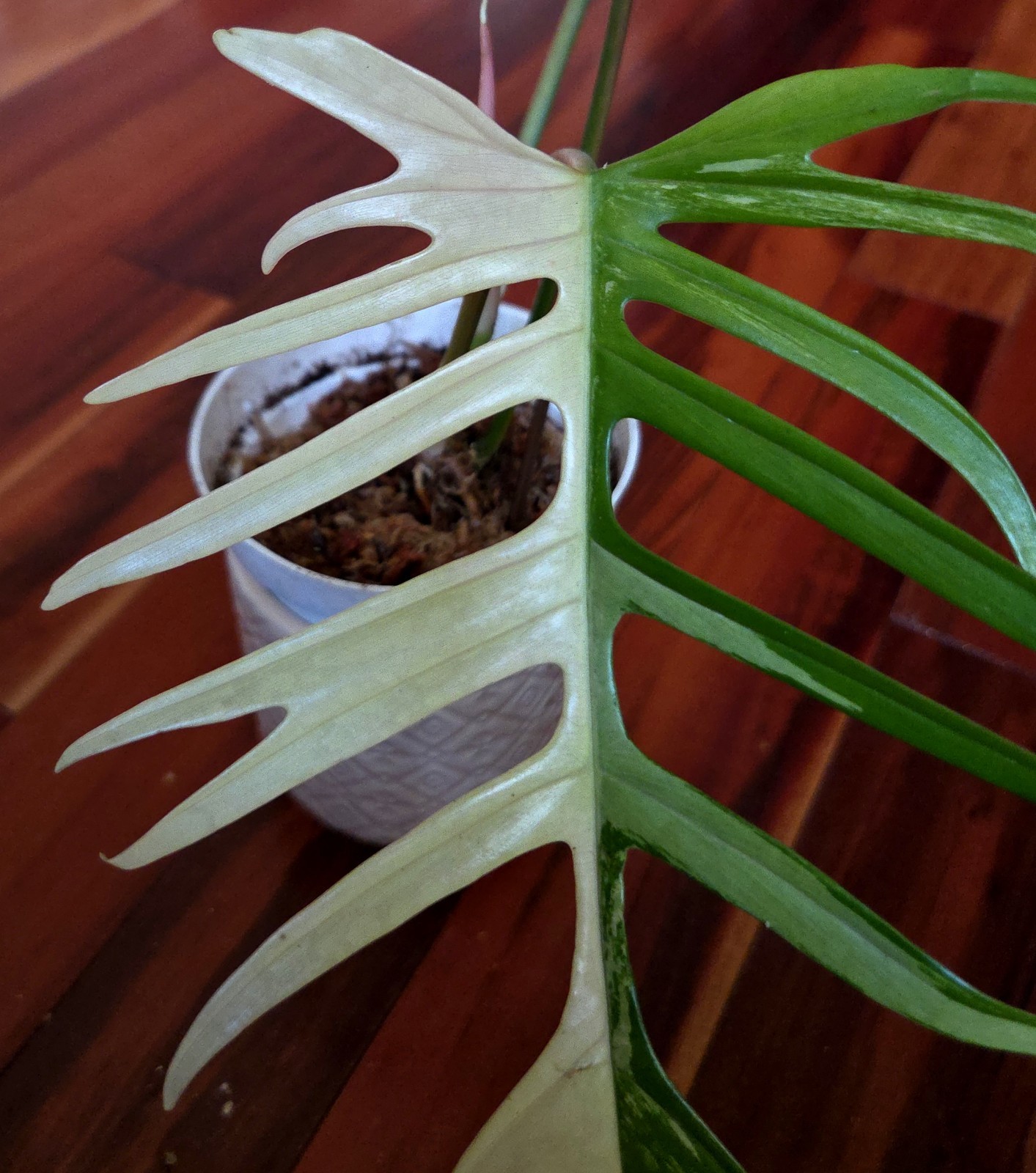 Rare Philodendron Florida Beauty X Tortum 21″ Wide Aroid Not Monstera Anthurium
