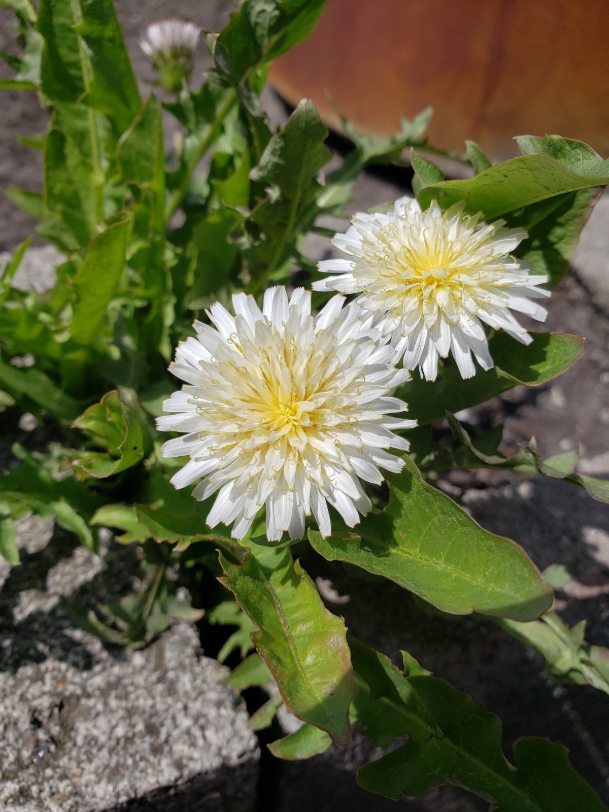 Japanese White Dandelion Seeds RARE 10 Organic Seeds *FREE SHIPPING*
