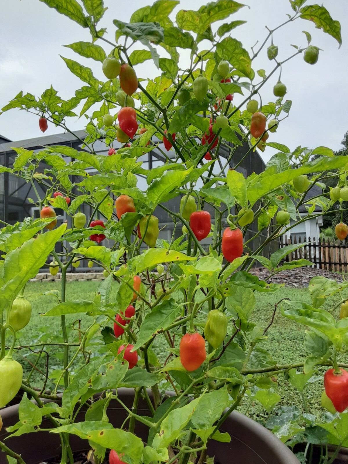 30+ Datil Sweet Pepper Seeds – Florida Grown