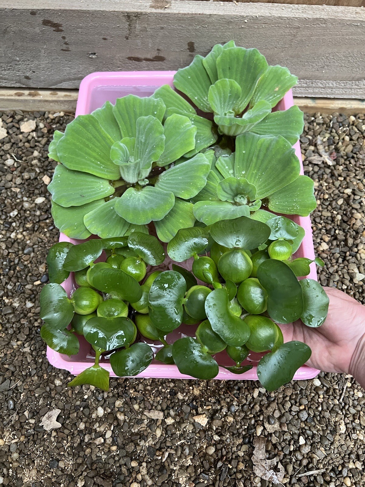 (8) Mix Water Lettuce & Hyacinth Koi Pond Floating Plants Algae Filter Jumbo 5″