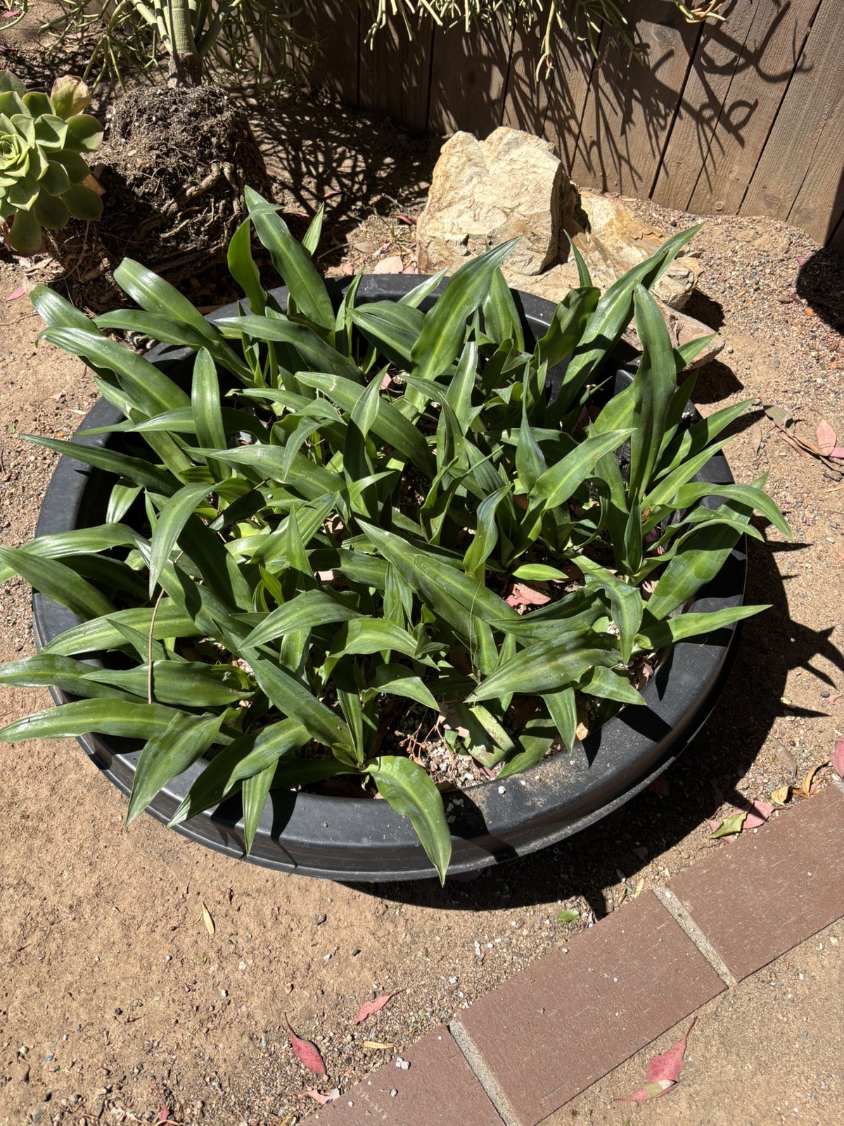 6” Pot size – False Agave, Furcraea Foetida -Smooth Succulent, Hardy! Lot of 3