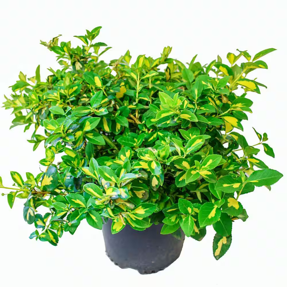 1 Gal. Pot Moonshadow Euonymus Broadleaf Evergreen Plant Green/Yellow Variegated