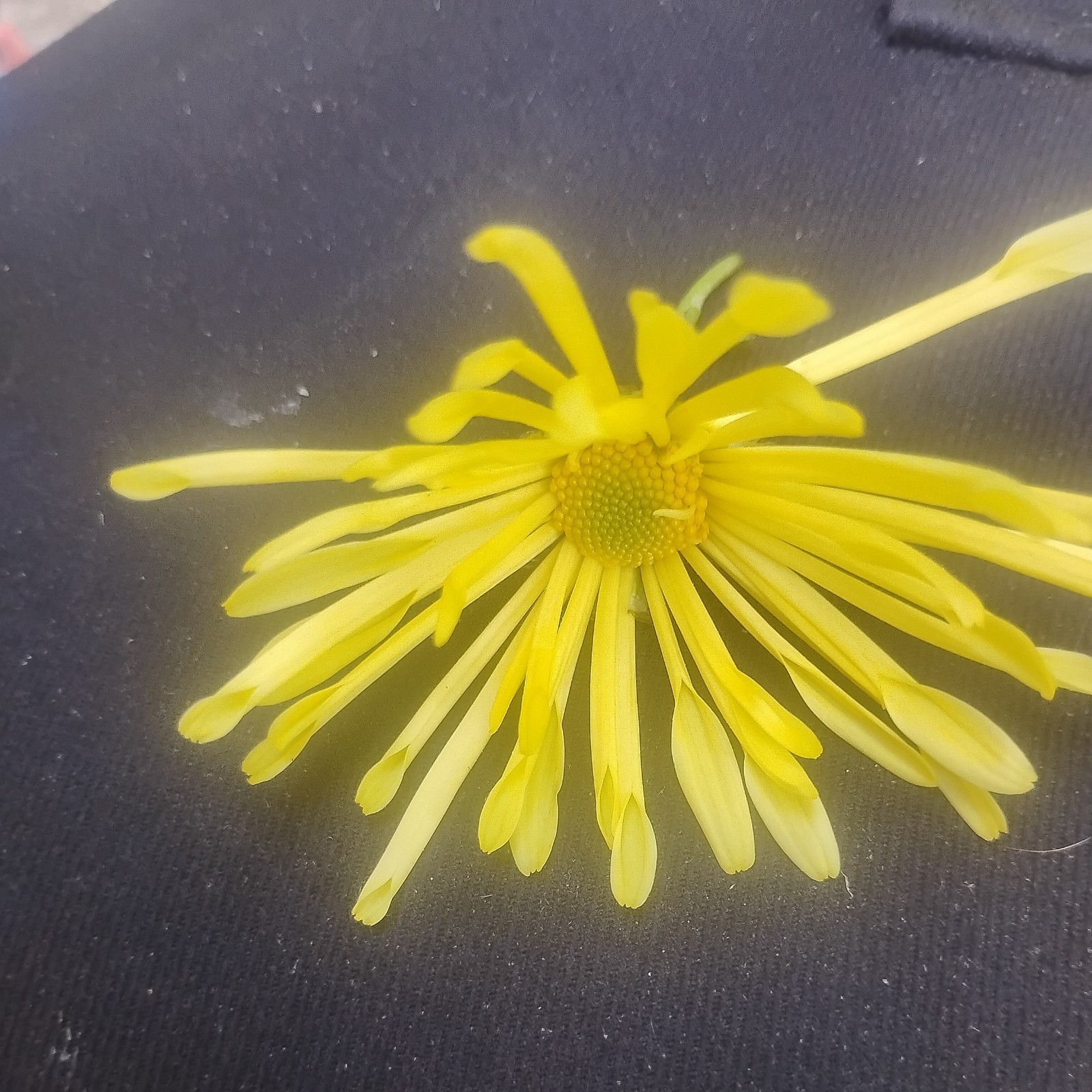 TIME TO PLANT FOR FALL BLOOM WHOLESALE LOT 20 HARDY MAMMOTH YELLOW QUILLED MUMS