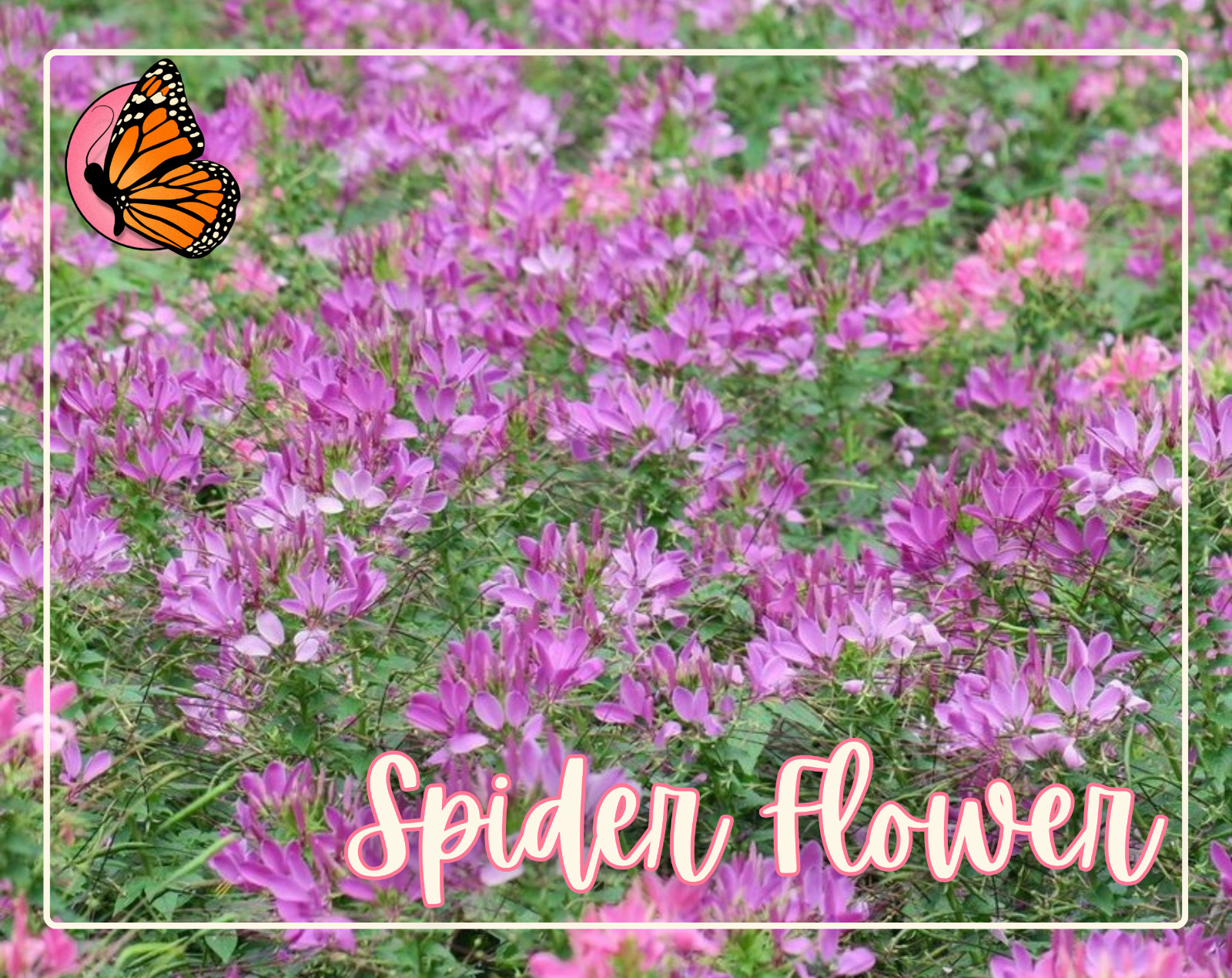 ANNUAL FLOWERS SEED BUNDLE | 12 Unique Seed Packets for Annual Flower Gardening!