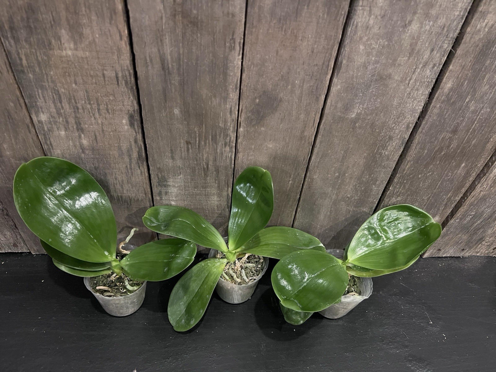 Phal. Mituo Golden Tiger, Mericlone, Blooming Size, Fragrant, FREE Shipping