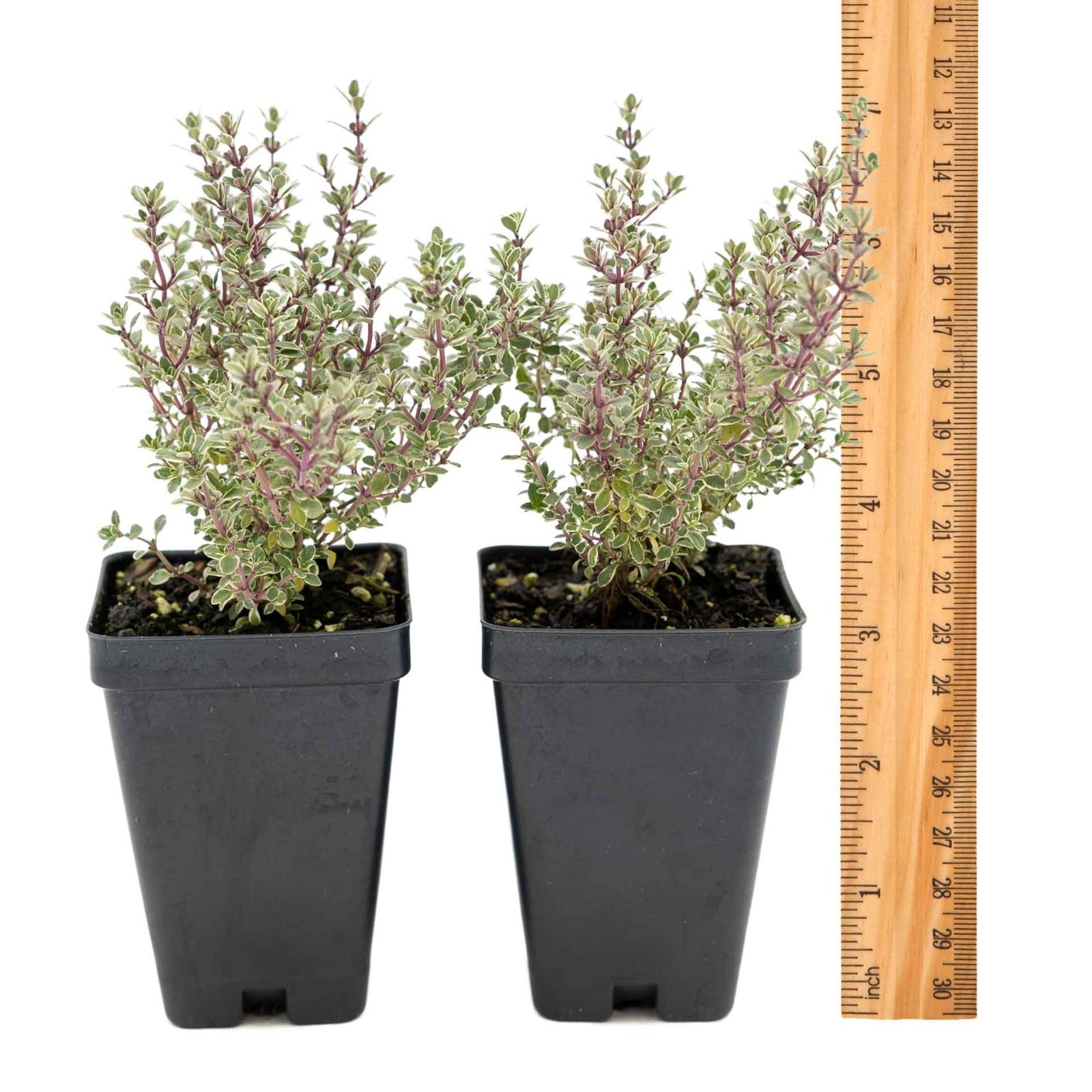 2 Silver Thyme Plants in 3.5″ Cubes, Live Aromatic Variegated Herb (Thymus)