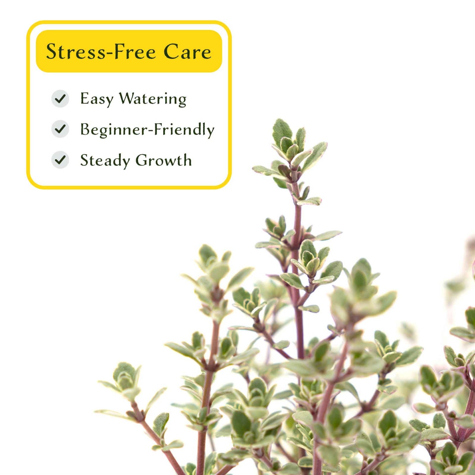 2 Silver Thyme Plants in 3.5″ Cubes, Live Aromatic Variegated Herb (Thymus)
