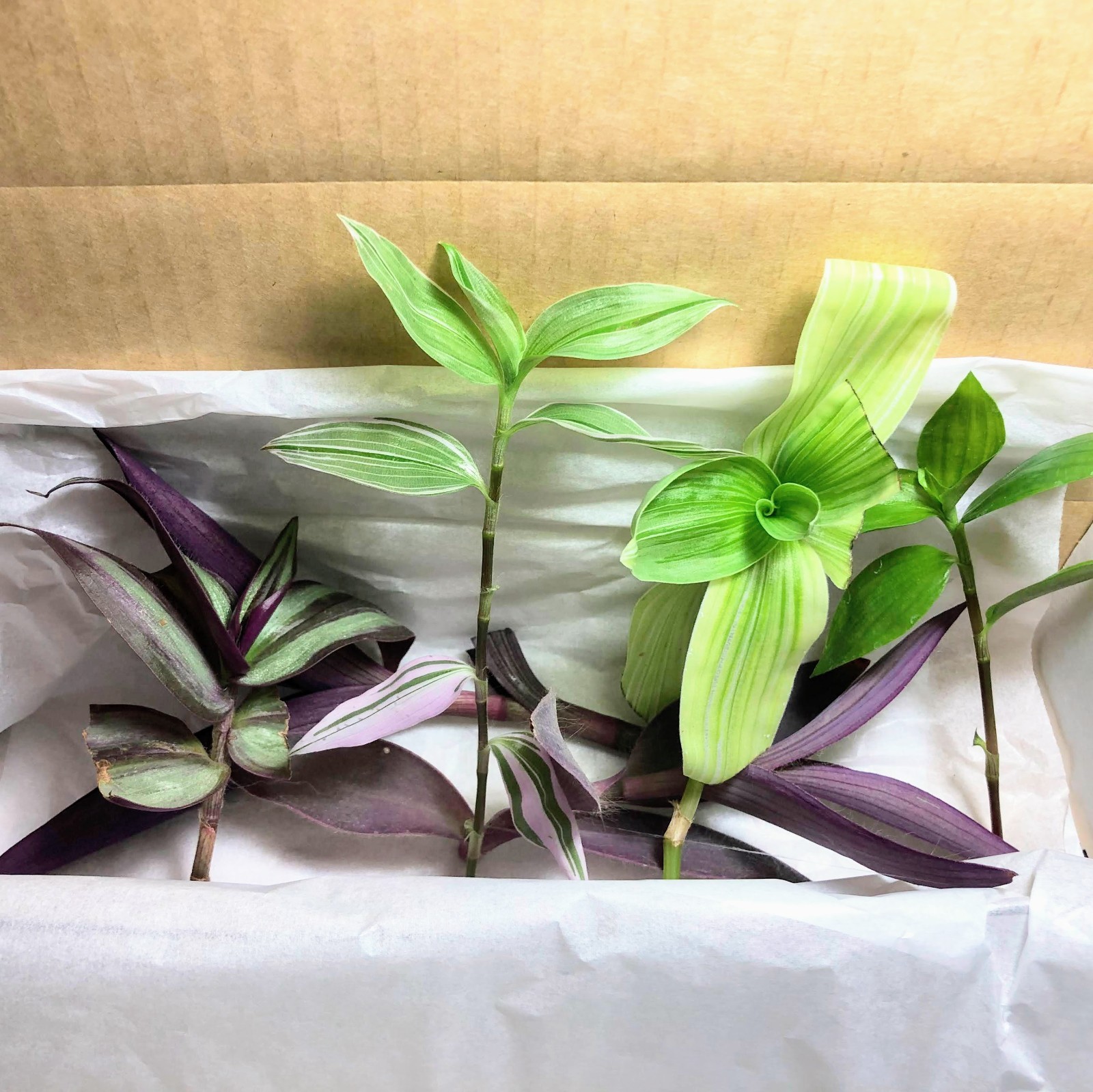 Assorted Wandering Jew Tradescantia Mix Purple Heart/Zebrina/Nanouk Indoor Pla