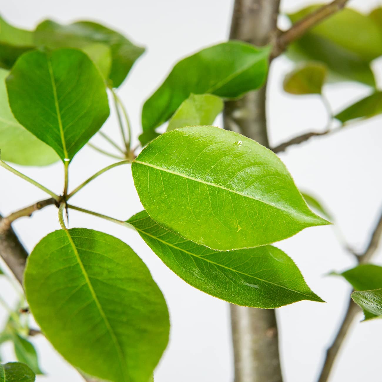 Orient Pear Tree 4-5 Feet | Live Outdoor Plant for Real Fruit | Heavy Fruit P…