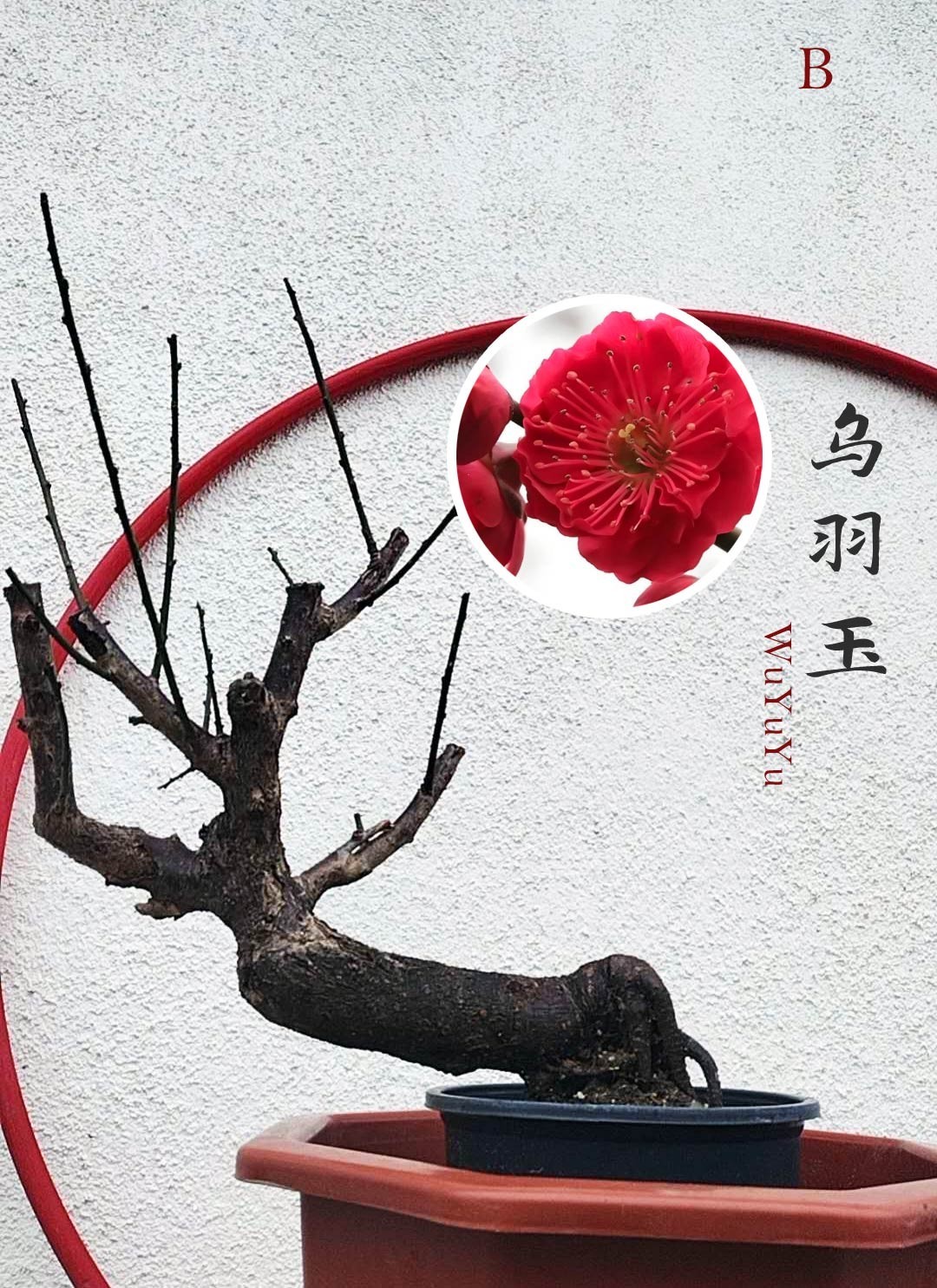 Pre Sale Plum Blossom bonsai chinese Plum Red,pink,Green,white,Double color