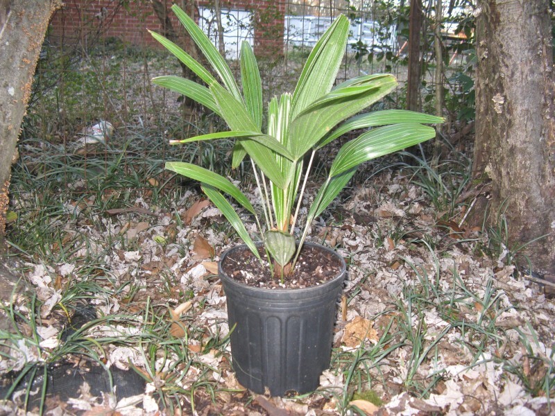Cold Hardy Needle palm Rhapidophyllum hystrix one gallon