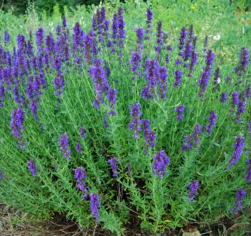 Hyssop (Hyssopus officinalis) SEEDS, Organic