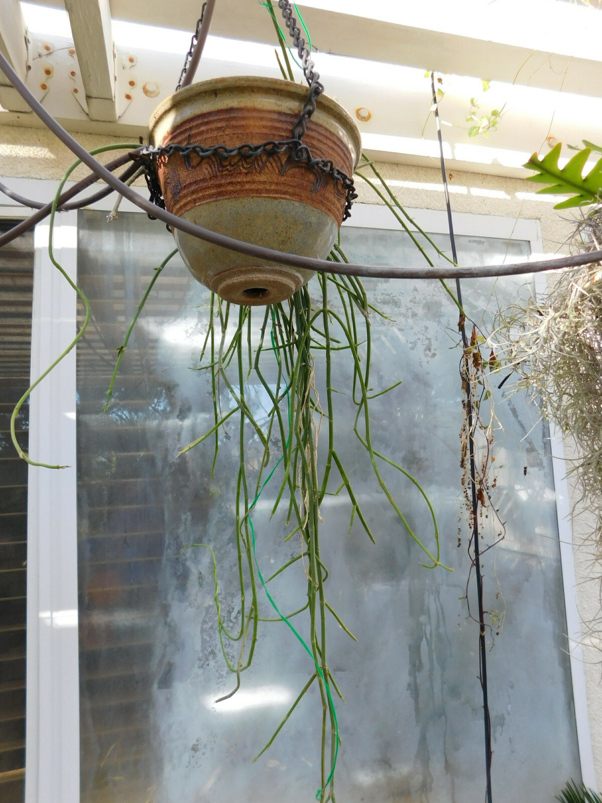 CEROPEGIA AMPLIATA or CONDOM FLOWER in a FLORAL EXPLOSION very easy rooting