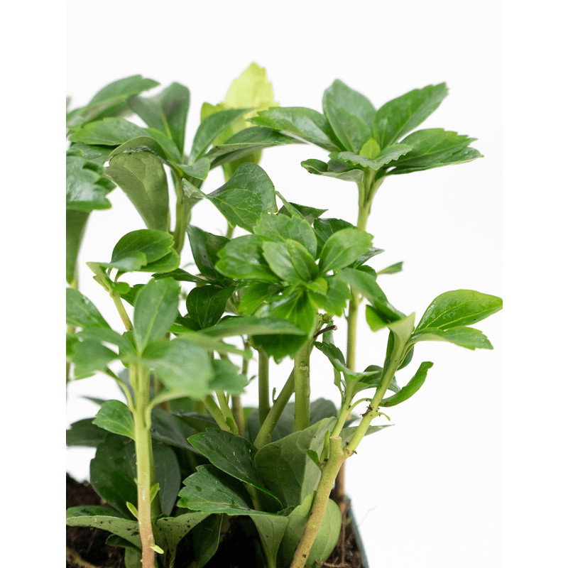 Pachysandra Green Sheen 25 Plants in 2.5-inch Pots
