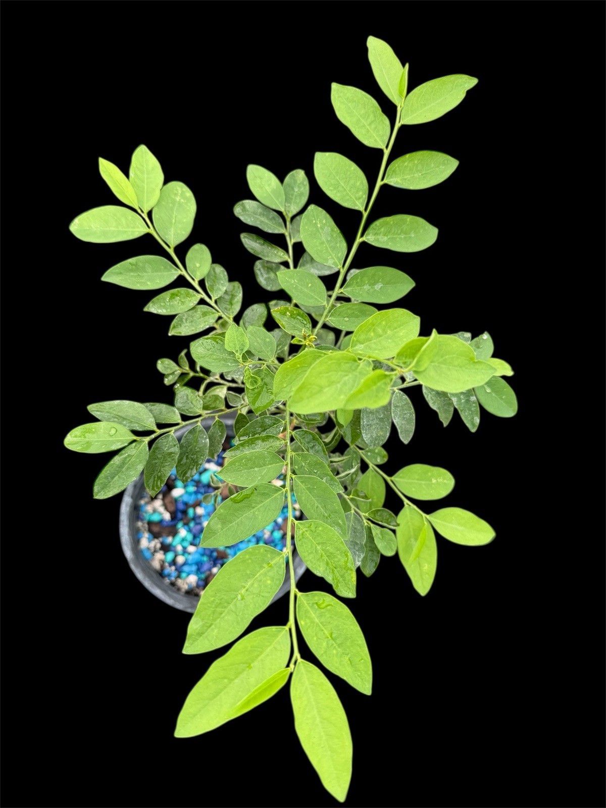 Moringa Oleifera Miracle Tree 8–12” Live Rhizome Cutting Organic Superfood Plant