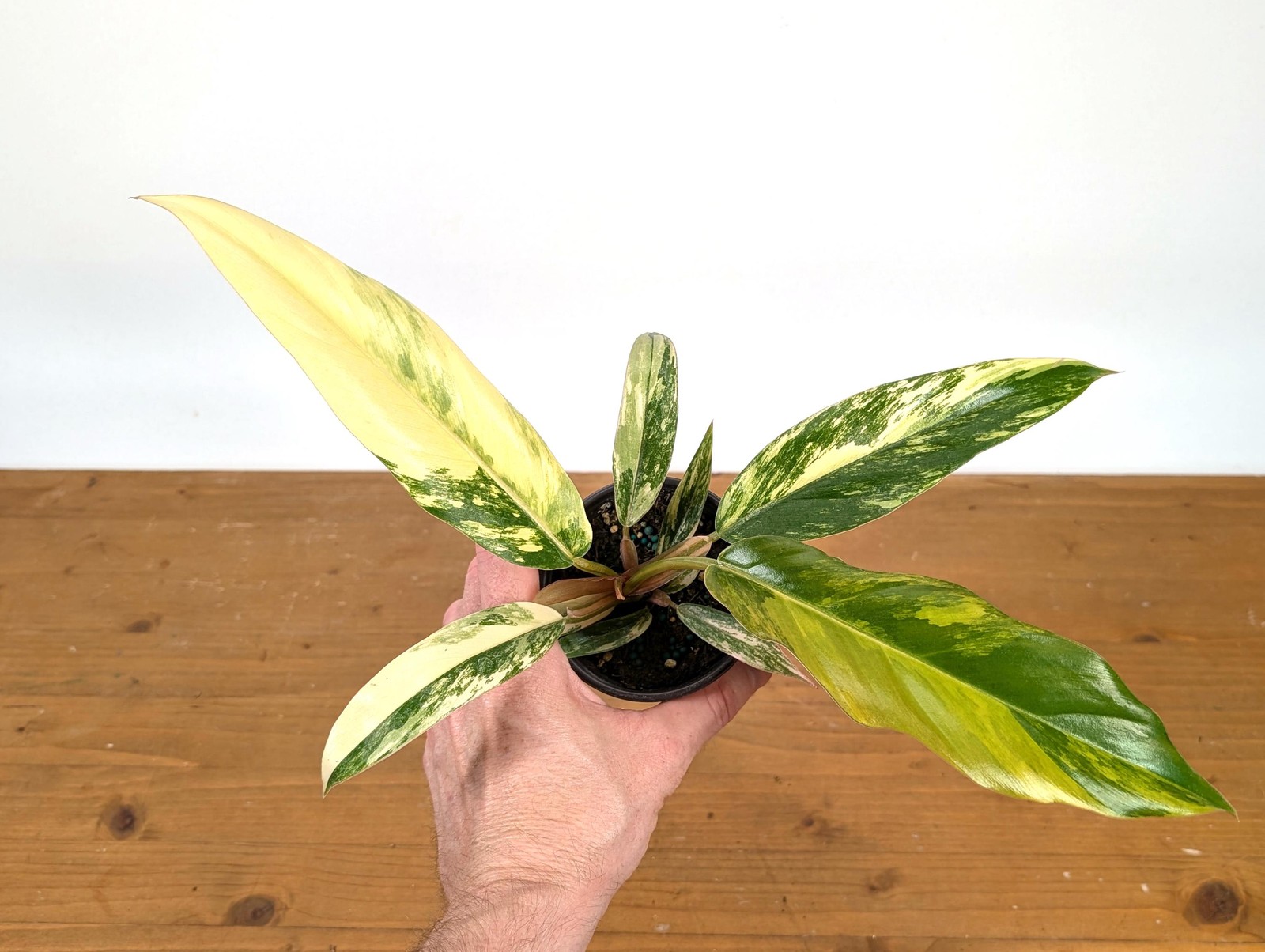 Philodendron Caramel Marble | 4 inch pot