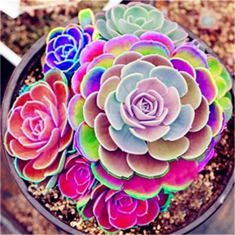 100pcs Mixed Rare Mini Succulent Seeds, Mult-Color Indoor/Outdoor Plant