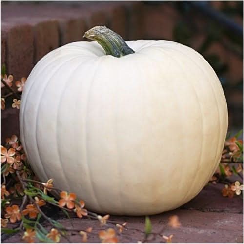 Spooky Mixture Pumpkin Seeds For Planting (Cucurbita pepo / maxima)