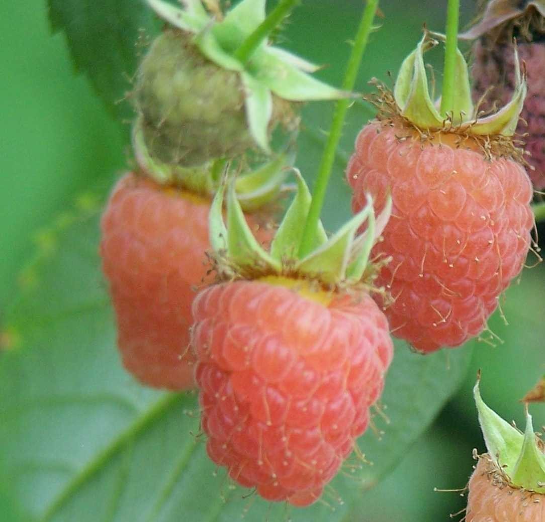 5 Raspberry Plants “Double Gold” Everbearing (5 Dormant Bare Root Canes)Zone 5-8
