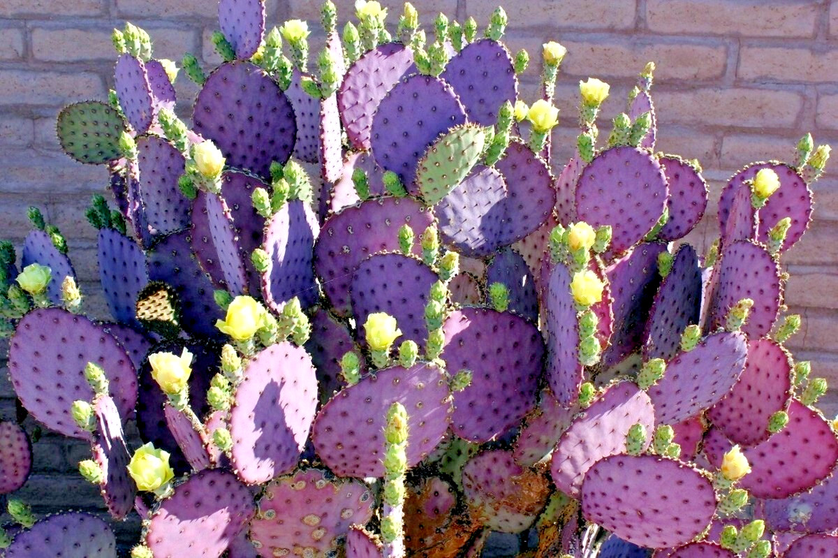 10 Purple Cactus (Opuntia santarita) Prickly Pear Fruit Rare, Fast, Hardy-Zone 7