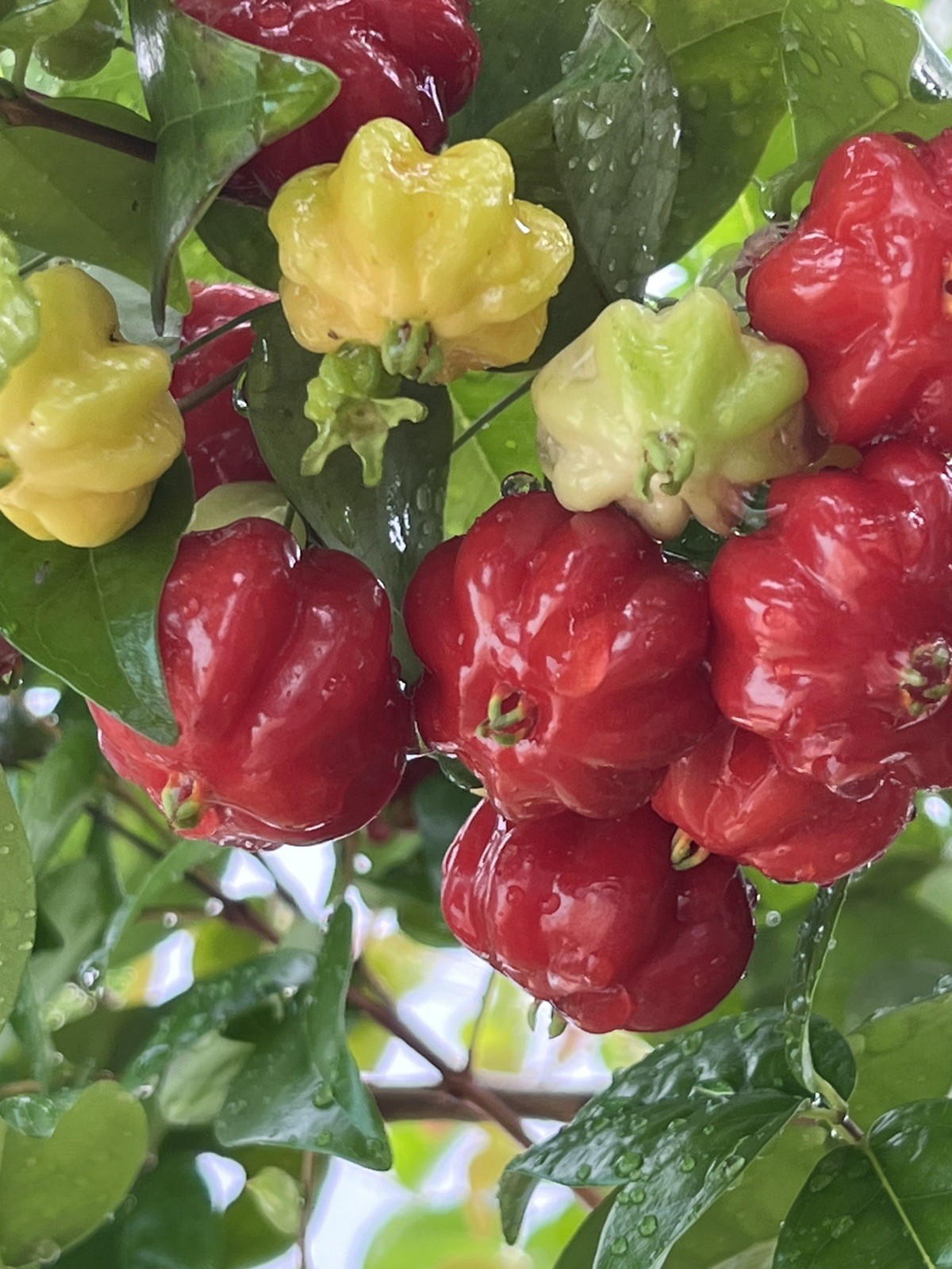 20 FRESH BLACK SURINAM CHERRY SEEDS – UNIFLORA – BEST SELLER!