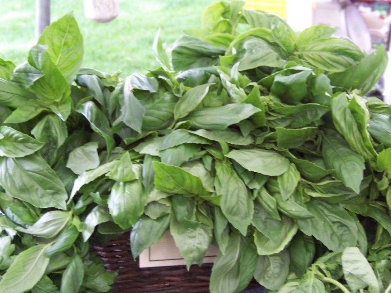 basil, LEMON SCENTED, aromatic herb, 125 SEEDS! GroCo BUY ANY 10=FREE SHIPPING