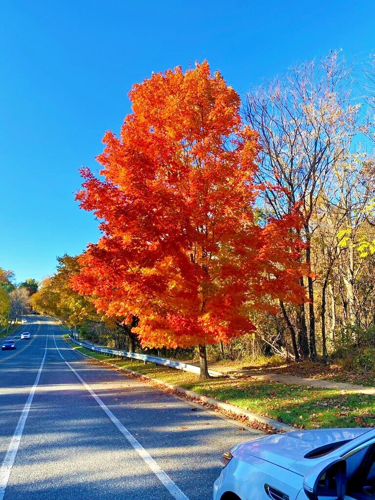 Northern Sugar Maple Tree | Premium Seeds | Acer saccharum ‘Fall’ | Plants’®
