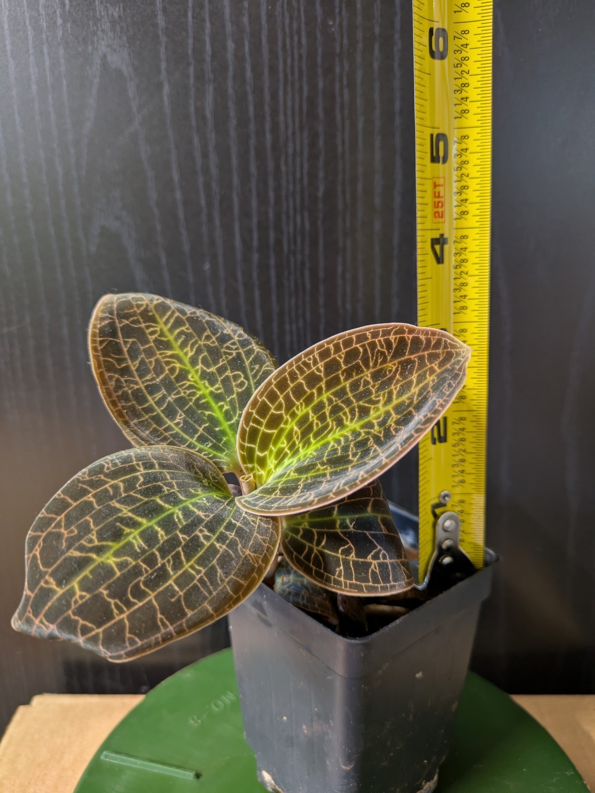 Dossinia marmorata, tropical jewel orchid
