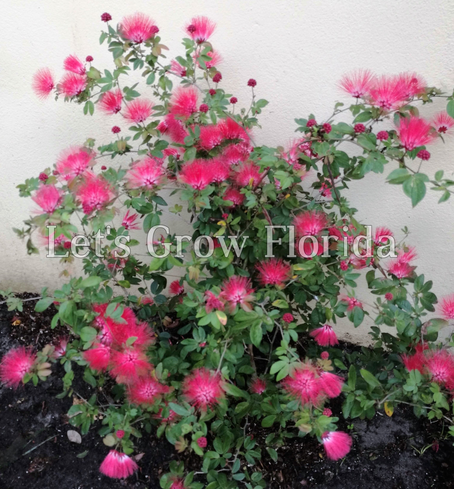 Dwarf Powder Puff Tree Plant Calliandra haematocephala x surinamensis, Nana Trop