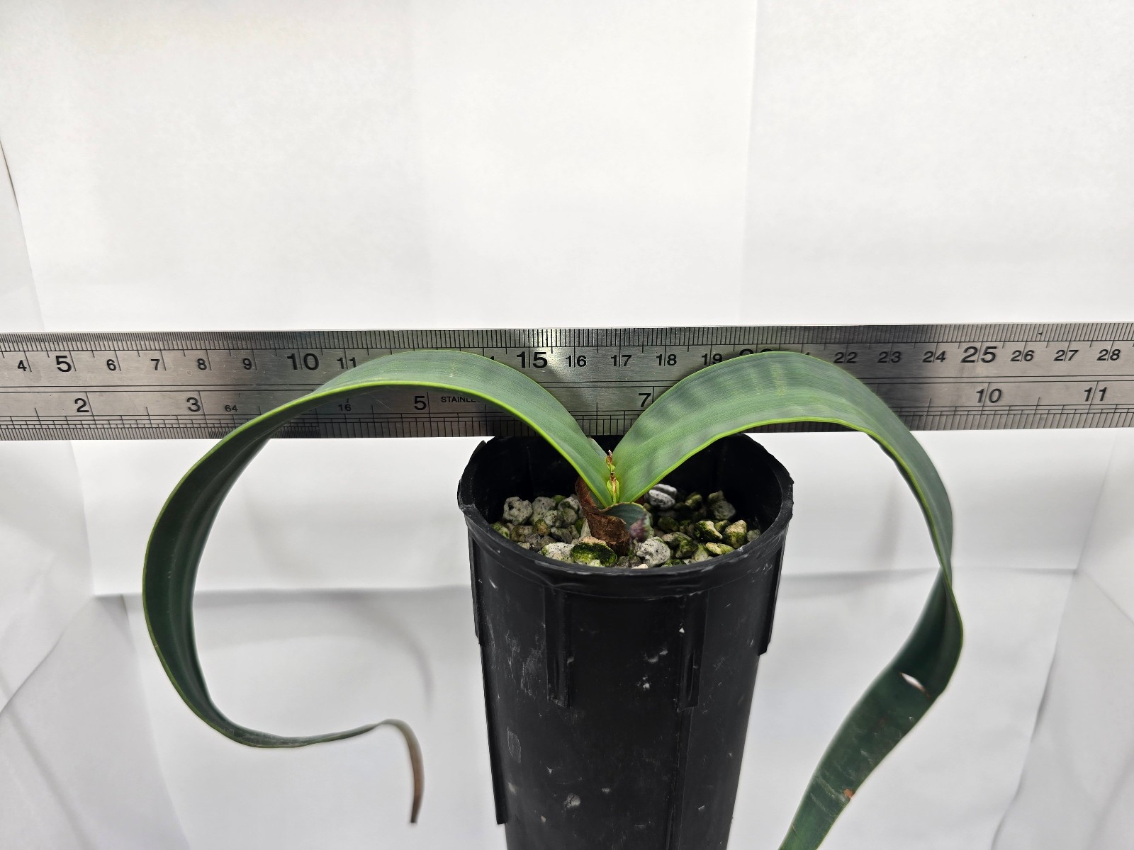 Welwitschia mirabilis 10 month old seedling