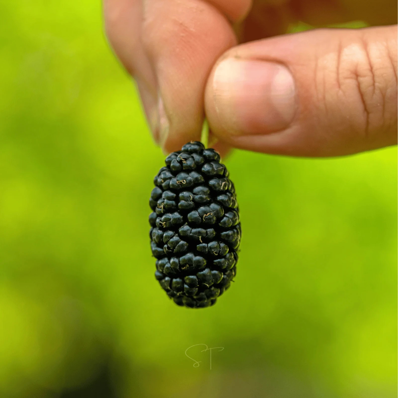 250+ Black Mulberry Seeds – Morus Nigra – Non-GMO Open Pollinated Heirloom Fruit