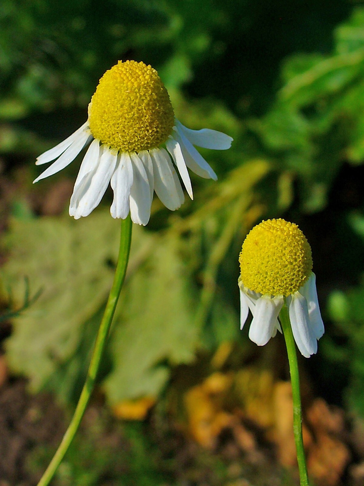 2000 German Chamomile Seeds – Matricaria recutita – Non-GMO Medicinal Herb