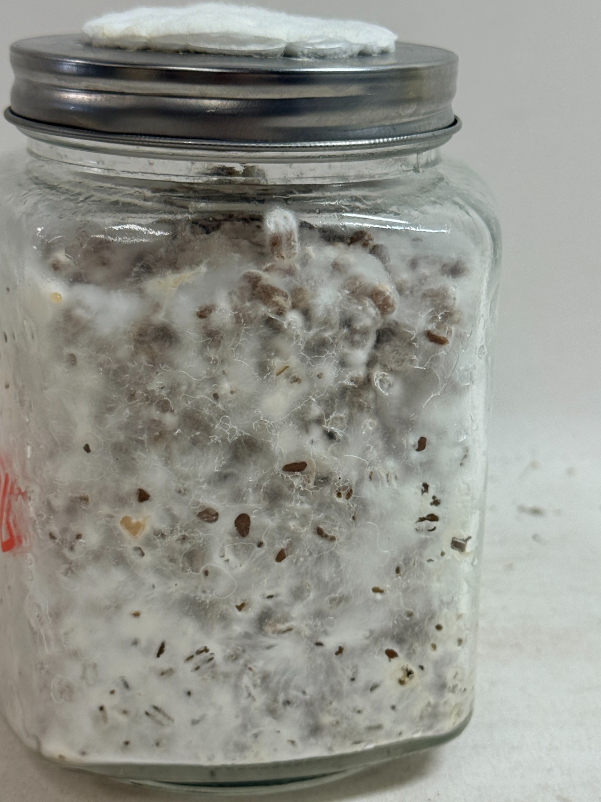 Colonized Mushroom Wheat Grain Spawn 1lb