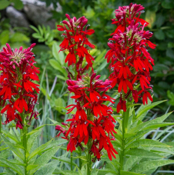 Set 5 Red Cardinal Flower Bare Roots – Perennial Native Plant for Garden